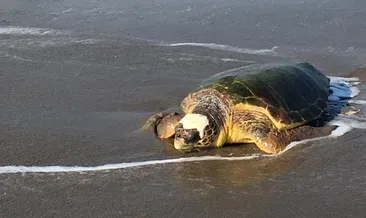 Zafer, Vatan, Azerin, ve Bayraktar doğal yaşamlarına döndü