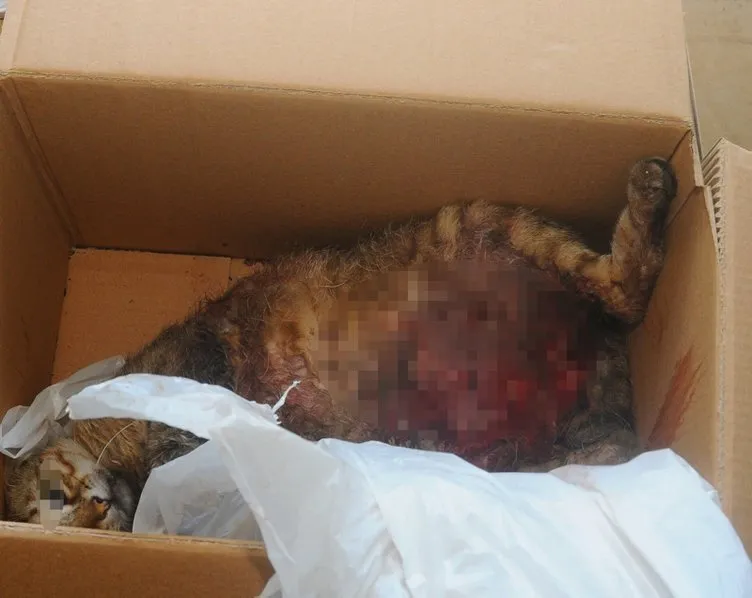 Son dakika haberi Hamile kediyi Pitbull�un ağzına attı! Sayfa 3 En