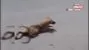 Sakat taklidi yapan köpek görenleri şaşırttı