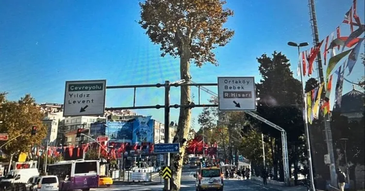 İBB Beşiktaş’taki 150 yıllık anıt çınarı yok etti