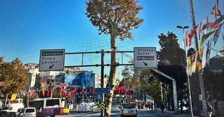 İBB Beşiktaş’taki 150 yıllık anıt çınarı yok etti