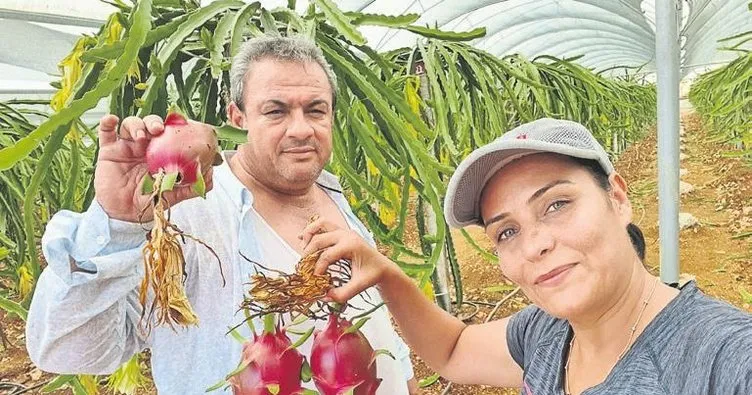 Geleceğin gözde meyvesi pıtaya