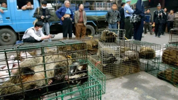 Son dakika: Çin’de koronavirüsün yayıldığı hayvan pazarları yeniden açıldı
