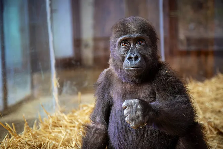İstanbul Havalimanı’nda bulunmuştu: Türkiye’nin konuştuğu yavru gorilden haber var!