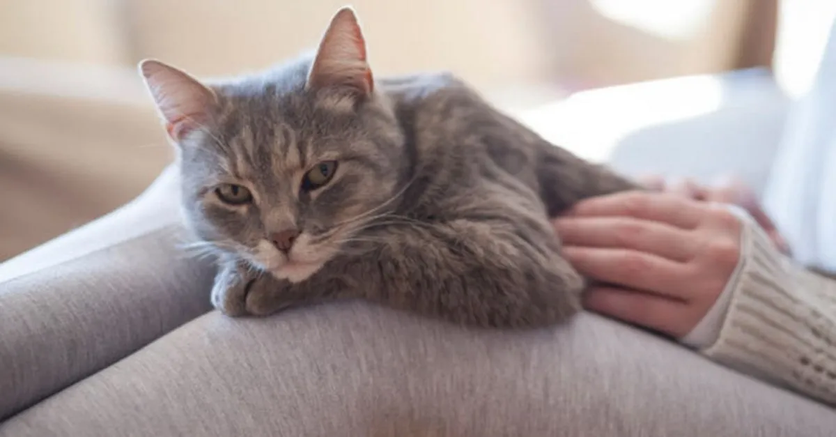 Ruyada Kedi Yavrusu Gormek Ne Anlama Gelir Ruyada Saglikli Ve Sirin Bir Yavru Kedi Gormek Ne Demek Ruya Tabirleri Haberleri