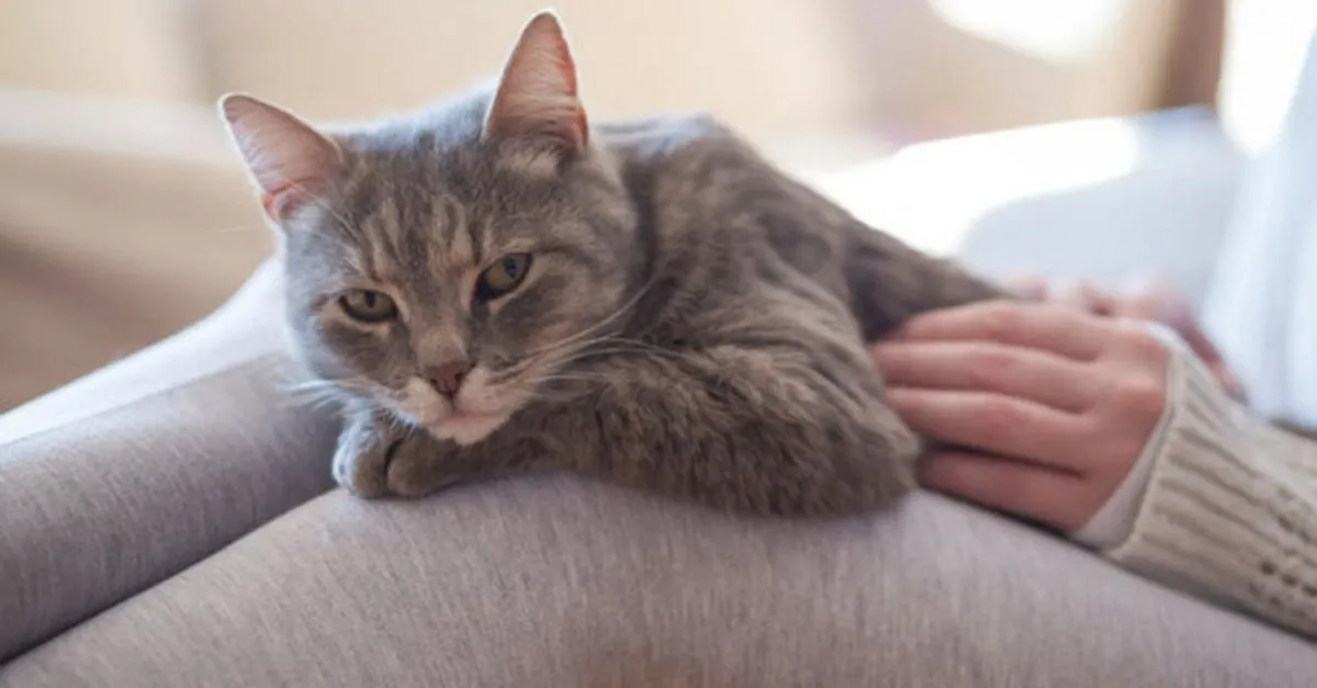 Rüyada Kedi Görmek Ne Anlama Gelir