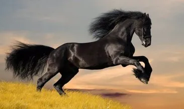 Rüyada at görmek nedir, ne anlama gelir? Rüyada beyaz, siyah, kahverengi at görmek, ata binmek