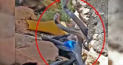 Son dakika haberi: Diyarbakır’da yılanları görüntüleyen acemi belgeselcilere sürpriz ölümcül saldırı anı kamerada | Video