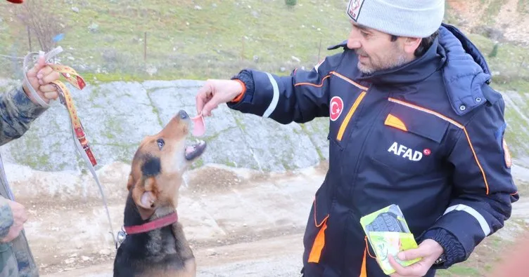 Kayalıklarda mahsur kalan köpekleri AFAD ekipleri kurtardı