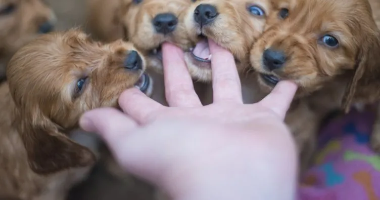 Rüyada Yavru Köpek Görmek Ne Anlama Gelir? Rüyada Beyaz, Kahverengi Ve