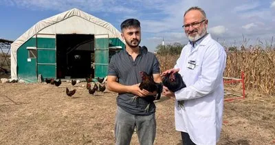 Kocaeli’de yüzde 50 hibeli tavuk desteği: ATAK-S Tavukları yumurta veriyor #kocaeli