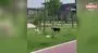 Kağıthane’de yarışmaya hazırlanan sporcuyu başıboş köpek ısırdı! | Video