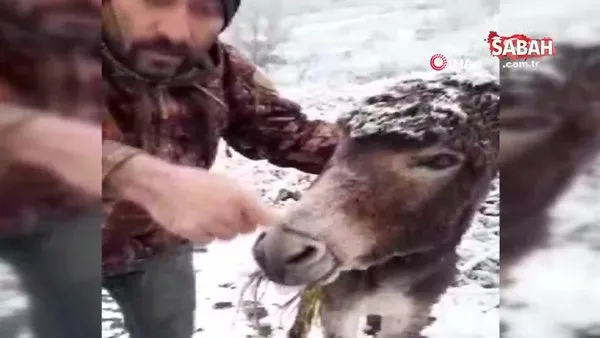Samsun'da yürekleri burkan görüntü... Eşeğin ağzını telle bağlayıp kar altında ölüme terk ettiler | Video