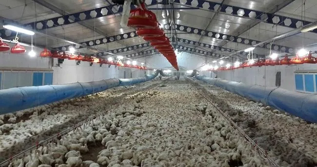 Bandırma’da 150 bin tavuk kar yüzünden telef olma tehlikesi ile karşı karşıya
