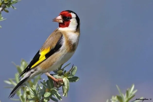 Kuş cenneti, Dünya Mirası Listesi’ne girmeye hazırlanıyor