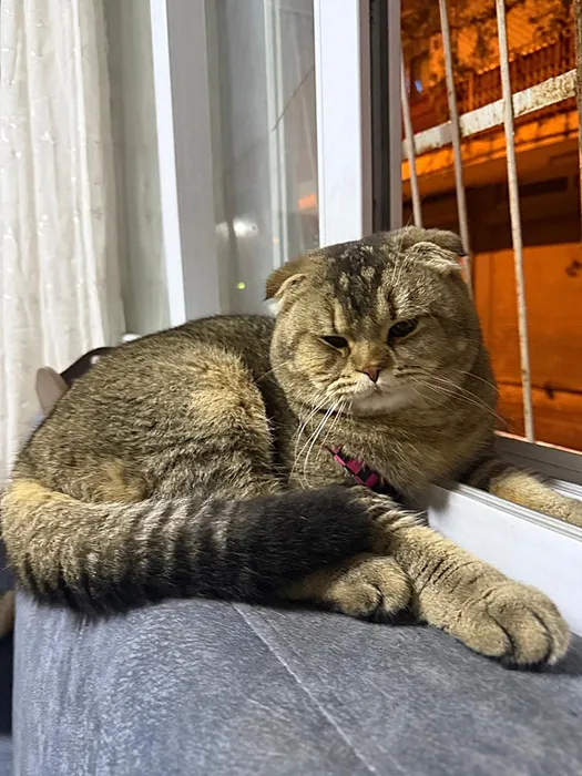 SON DAKİKA... Evlilikte ‘kedi’ krizi: ‘Eşim beni boşayacak’ diyerek yardım istedi!