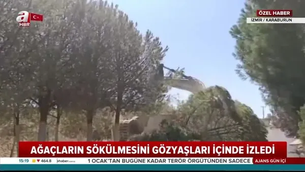 İzmir'de yol genişletmek için ağaçları söktüler! Karaburun'daki ağaç katliamını gözyaşları içinde böyle izlediler | Video