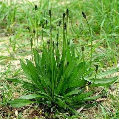 sinir otu damar bitkisi faydalari