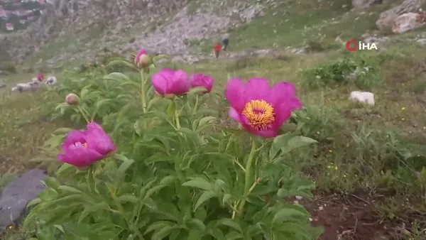 Bitlis'te Sadece 20 günlük ömrü olan şakayıklar çiçek açtı