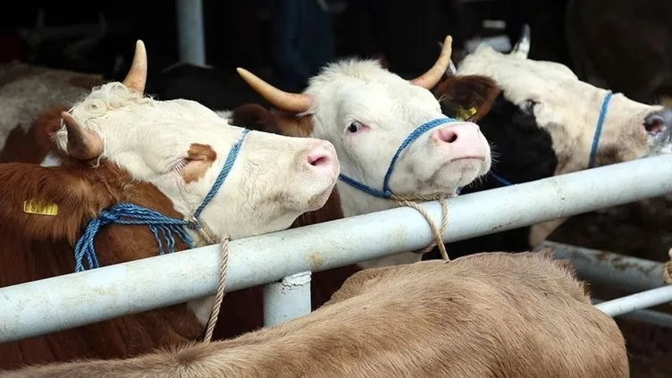 300 bin TL’ye de var 30 bin TL’ye de! 2026 kurbanlık fiyatları netleşti