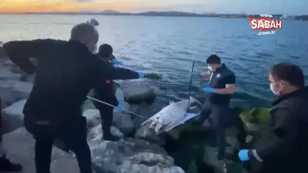 Dev orkinos balığı, ölü olarak kıyıya vurdu! | Video