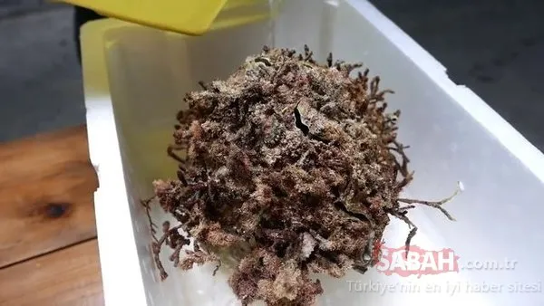 Bakması bile iğrenç gelebilir ama bayıla bayıla yiyorlar... Porsiyonu 600 dolar!
