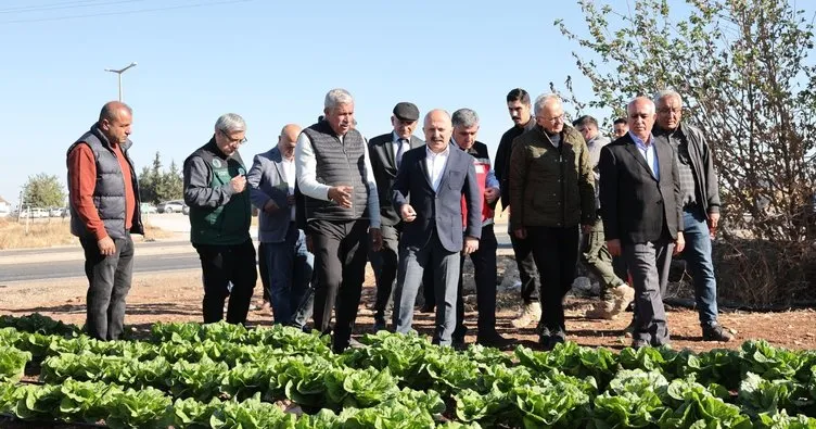 Vali Varol marul hasadına katıldı