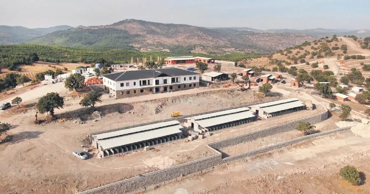 Başıboş köpek sorununa kalıcı çözüm