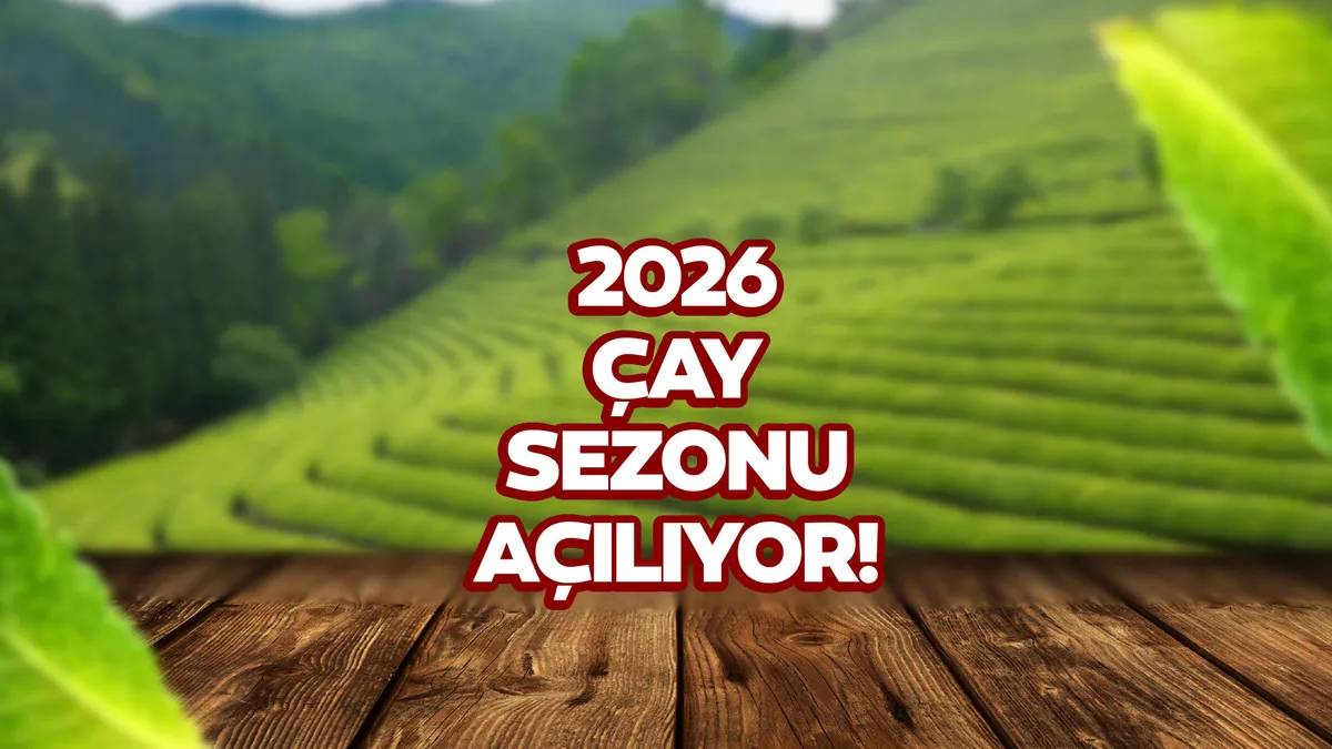 Yaş çay alım fiyatı açıklandı mı, ne kadar? 2026 Çay sezonu açılıyor!