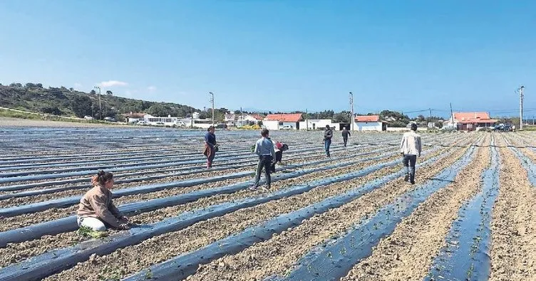 Çeşmeli üreticiler tarlada çalışıyor