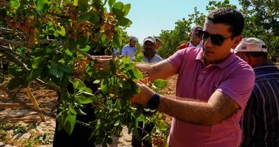 Birecik kaymakamı, fıstık hasadına katıldı #sanliurfa