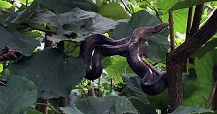 Fındık dalına tırmanan yılan korkuttu