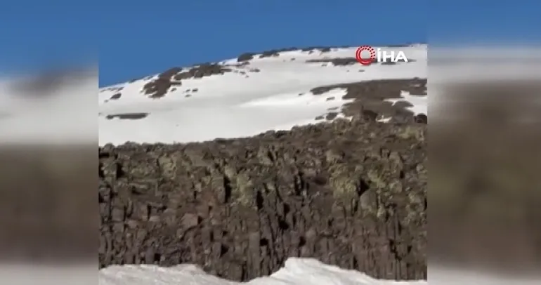 Malatya’da ayı ve yavrusu görüntülendi