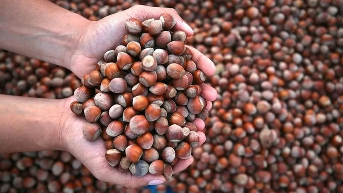 Sadece 5'er kilo aldılar! İşte Türk fındığında şaşırtan liste