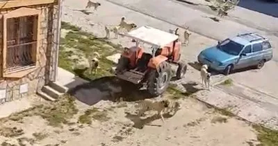 Balışeyh’te başıboş köpekler halkı tedirgin ediyor #kirikkale