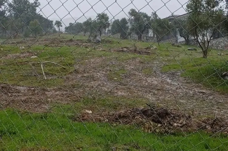 SABAH ortaya çıkarmıştı! Zeytin ağacı katliamında şok görüntüler: İş makinesiyle...