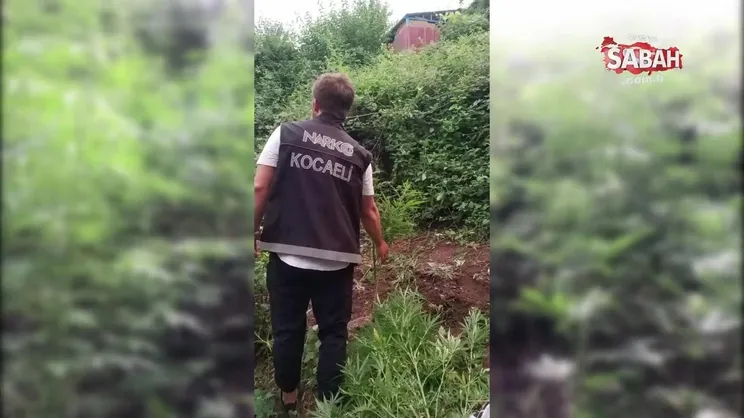 Orak ile kenevir hasadı yaparken yakalandı