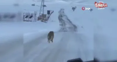 Köy yolunda son sürat koşan kurt köpeği sağlık çalışanları tarafından görüntülendi | Video