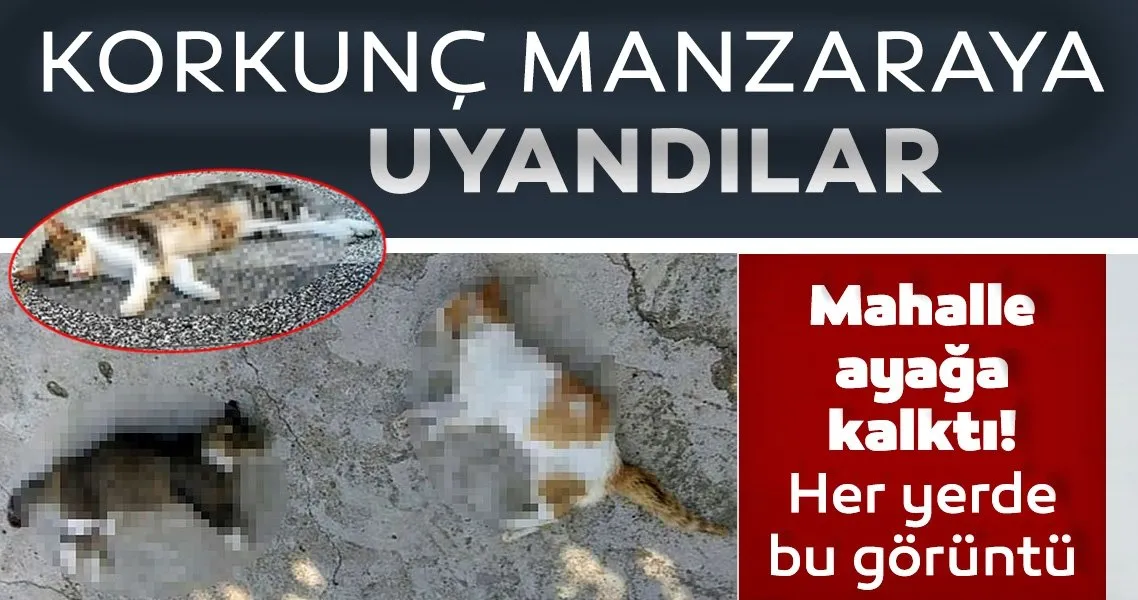 mersin de korkunc manzaraya uyandilar