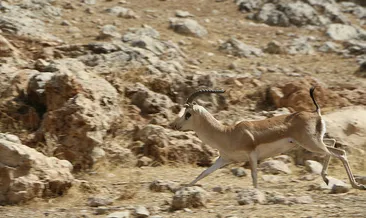 Cudi Dağı’nda artık ceylanlar geziyor