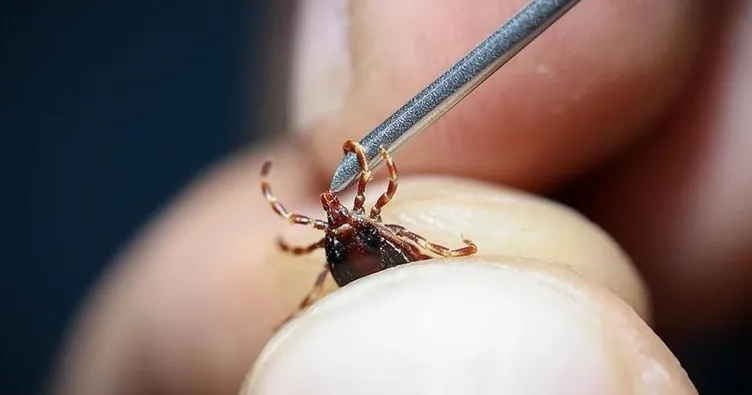 Keneye bir kurban daha