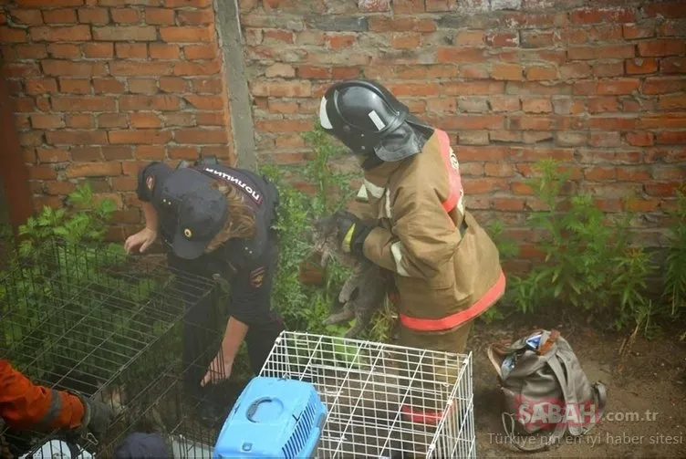 Rusya’da barınakta yangın: 300’den fazla kedi...