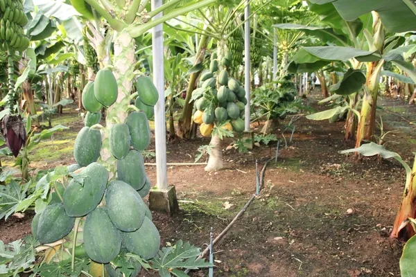 papaya-uretim-denemesinde-yuksek-verim-1-fidani-60-kilo-urun-verdi-1670932108962.jpg