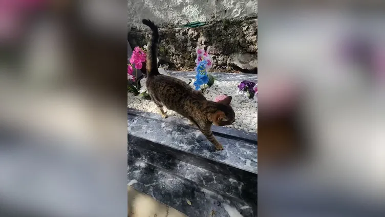 Evlat acısıyla sarsılmıştı! Safiye Soyman’dan yürek dağlayan paylaşım: Kavuştum çocuğuma...