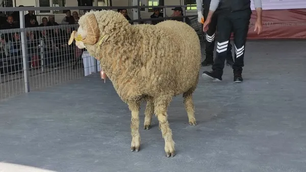 merinos-irki-koc-76-bin-100-liradan-satildi-1683117124223.jpg