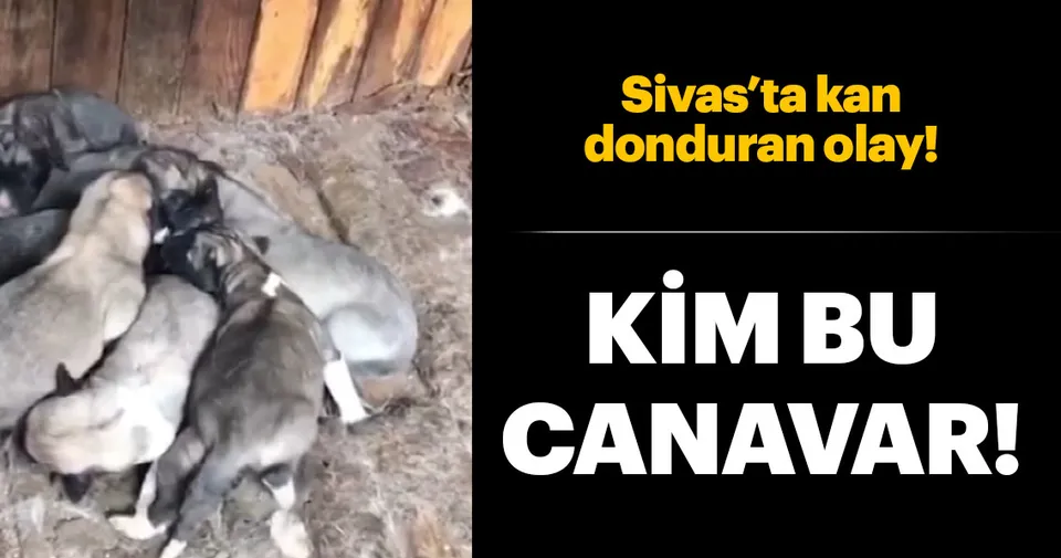 8 Yavrusu Olan Kopegi Oldurdu Son Dakika Yasam Haberleri