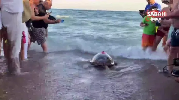 Tedavisi tamamlanan 30 yaşındaki kaplumbağa, uydu cihazı takılıp denize bırakıldı | Video