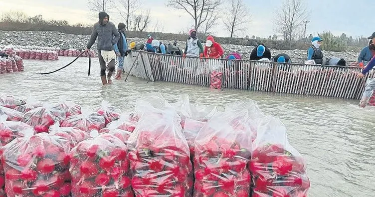 Turp yiyin turp gibi olun tavsiyesi