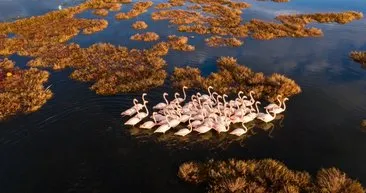 Birbirinden ilginç bilgiler! 29 İzmir'de flamingolar
