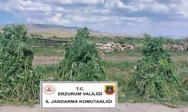 401 bin 676 kök kenevir ele geçirildi #erzurum